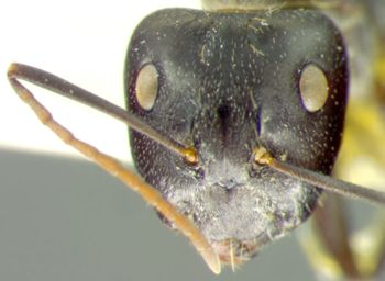 Media type: image;   Entomology 21512 Aspect: head frontal view